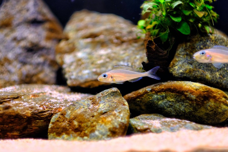 Xenotilapia nasus 'Chituta Bay'